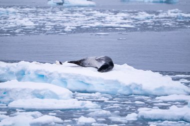 Leopard seal (Hydrurga leptonyx) on an iceberg. Antarctica. South Pole clipart