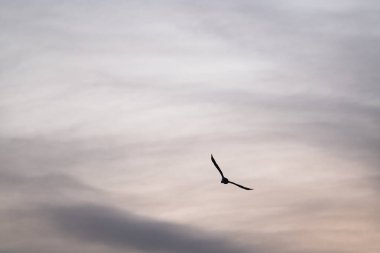 Gökyüzünde uçan tek bir karabatak