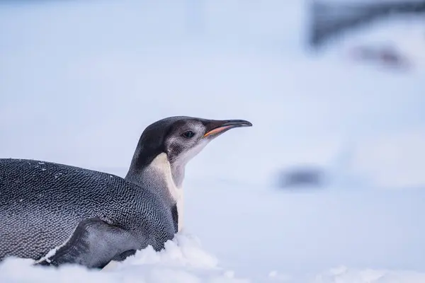İmparator Penguen Antarktika 'da. Güney Kutbu