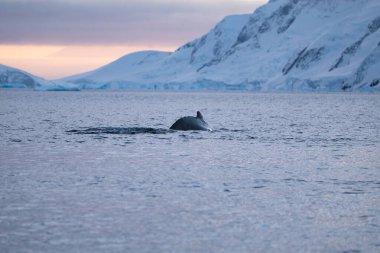 Humpback whale in the Southern Ocean. Antarctica. Mammal clipart