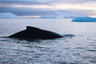 Humpback whale in the Southern Ocean. Antarctica. Mammal clipart