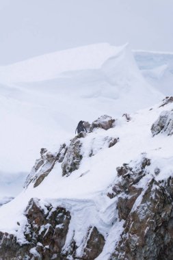 Gentoo penguenleri yürüyor. Antarktika. Güney Kutbu