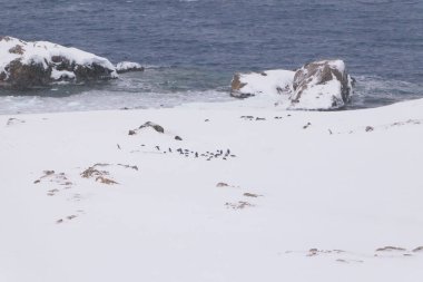 Gentoo penguenleri yürüyor. Antarktika. Güney Kutbu