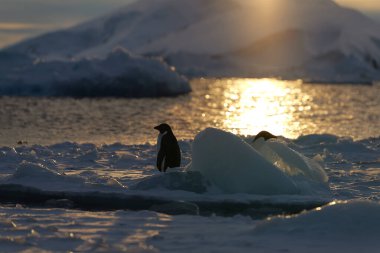 Adelie penguenleri yürüyor. Antarktika. Güney Kutbu