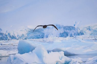 Bekar Dev Petrel uçuyor. Antarktika. Manzara ve deniz manzarası