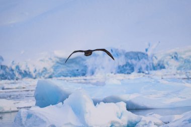 Single Giant Petrel flying. Antarctica. Landscape and seascape clipart