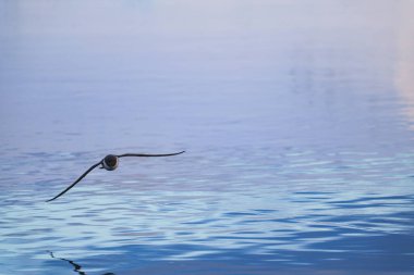 Single Cape Petrel flying. Antarctica. Landscape and seascape clipart