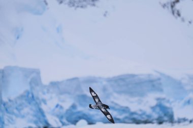 Single Cape Petrel flying. Antarctica. Landscape and seascape clipart