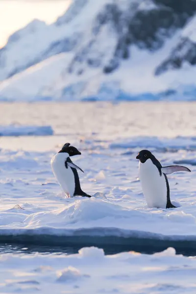 Adelie penguenleri yürüyor. Antarktika. Güney Kutbu