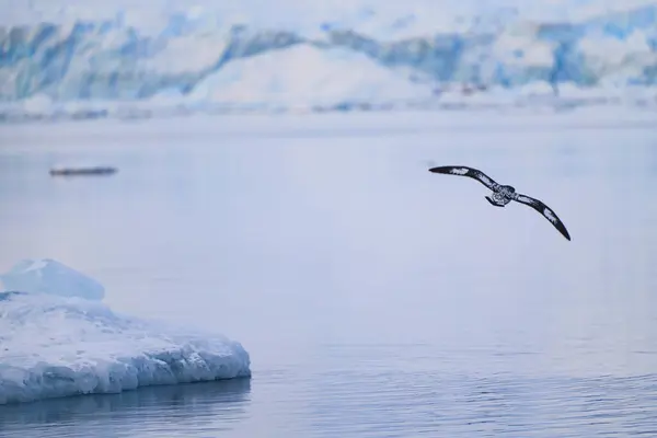 Tek Cape Petrel uçuyor. Antarktika. Manzara ve deniz manzarası