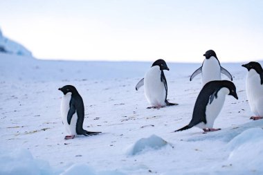 Adelie Penguen grubu karda. Antarktika, Güney Kutbu