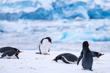 Antarktika 'da kar üzerinde bir grup gentoo pengueni. Güney Kutbu