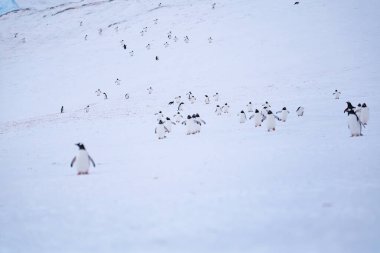 Antarktika 'da kar üzerinde bir grup gentoo pengueni. Güney Kutbu