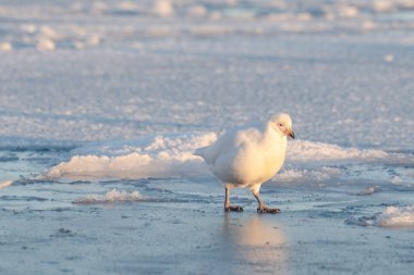 Antarktika, Chionis Alba, Güney Okyanusu 'ndaki buzun üzerindeki Sheathbill.