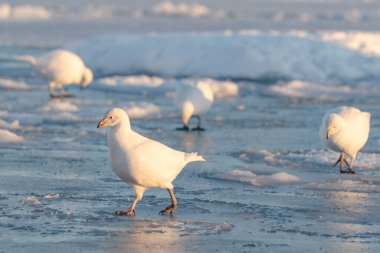 Antarktika, Chionis Alba, Güney Okyanusu 'ndaki buzun üzerindeki Sheathbill.