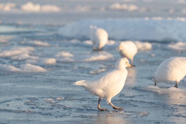 Antarktika, Chionis Alba, Güney Okyanusu 'ndaki buzun üzerindeki Sheathbill.