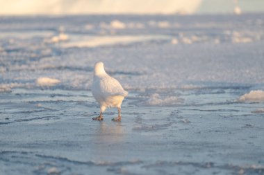 Antarktika, Chionis Alba, Güney Okyanusu 'ndaki buzun üzerindeki Sheathbill.