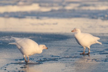 Antarktika, Chionis Alba, Güney Okyanusu 'ndaki buzun üzerindeki Sheathbill.