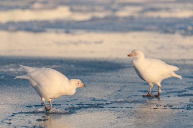 Sheathbill on the ice in Antarctica, Chionis alba, Southern Ocean clipart