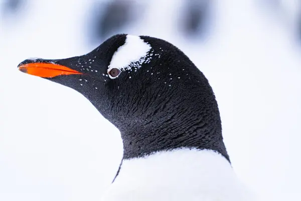 Gentoo Penguen izole edildi. Antarktika, Güney Kutbu