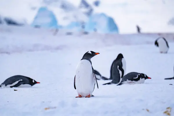Antarktika 'da kar üzerinde bir grup gentoo pengueni. Güney Kutbu