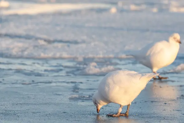 Antarktika, Chionis Alba, Güney Okyanusu 'ndaki buzun üzerindeki Sheathbill.