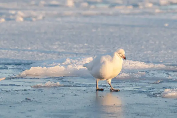 Antarktika, Chionis Alba, Güney Okyanusu 'ndaki buzun üzerindeki Sheathbill.