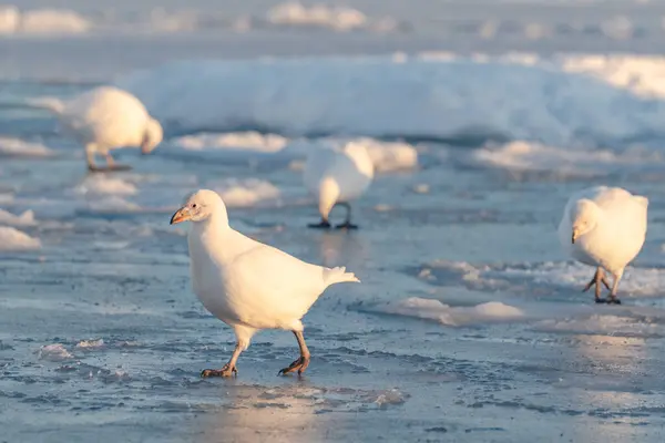 Antarktika, Chionis Alba, Güney Okyanusu 'ndaki buzun üzerindeki Sheathbill.