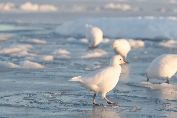 Antarktika, Chionis Alba, Güney Okyanusu 'ndaki buzun üzerindeki Sheathbill.