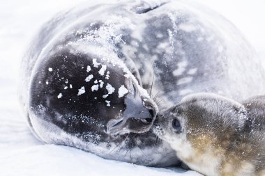 Weddell Seal pup, newborn Weddell seal, Antarctica (Leptonychotes weddellii). clipart