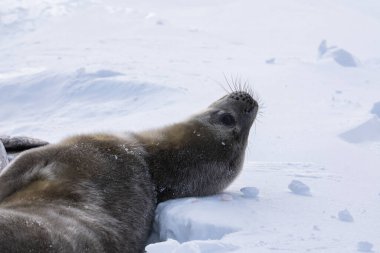 Weddell Seal pup, newborn Weddell seal, Antarctica (Leptonychotes weddellii). clipart