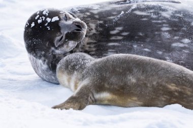 Weddell Seal pup, newborn Weddell seal, Antarctica (Leptonychotes weddellii). clipart