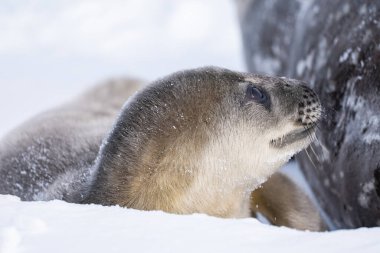 Weddell Seal pup, newborn Weddell seal, Antarctica (Leptonychotes weddellii). clipart