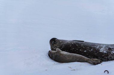 Weddell Seal pup, newborn Weddell seal, Antarctica (Leptonychotes weddellii). clipart