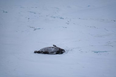 Weddell seal (Leptonychotes weddellii) in Antarctica. South Pole. clipart