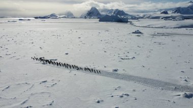 Sıraya dizilmiş bir grup gentoo pengueni. Karda iz var. Penguenlerin göçü.