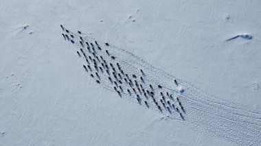 Group of gentoo penguins walking in the row. Track on the snow. Penguins' migration. clipart