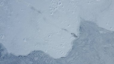 Penguin tracks in the snow. Drone view. Antarctica. clipart