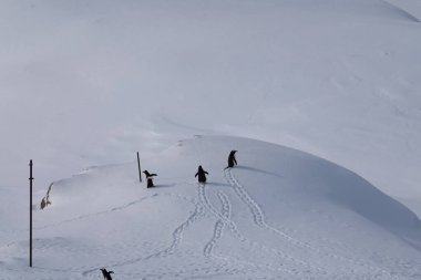 Sıraya dizilmiş bir grup gentoo pengueni. Karda iz var. Penguenlerin göçü.