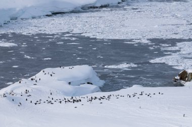 Antarktika 'daki Gentoo penguenleri kolonisi (Pygoscelis papua).