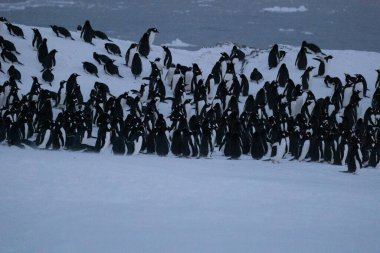 Antarktika 'daki Gentoo penguenleri kolonisi (Pygoscelis papua).