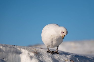 Antarktika 'da kar üzerinde Sheathbill. Chionis alba. Güney Okyanusu. Pluvialis.