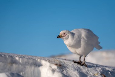 Antarktika 'da kar üzerinde Sheathbill. Chionis alba. Güney Okyanusu. Pluvialis.