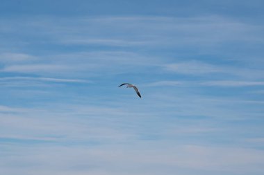 Şafak vakti gökyüzünde uçan deniz kuşları. Antarktika gökyüzü.