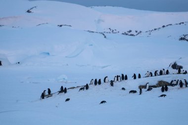 Antarktika 'daki Gentoo penguenleri kolonisi (Pygoscelis papua).