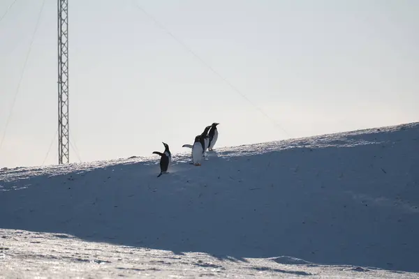 Antarktika 'daki komik gentoo penguenleri (Pygoscelis papua).