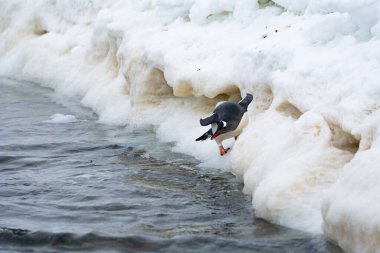 Gentoo penguenleri okyanustan çıkıyorlar. Komik penguen yürüyüşü.