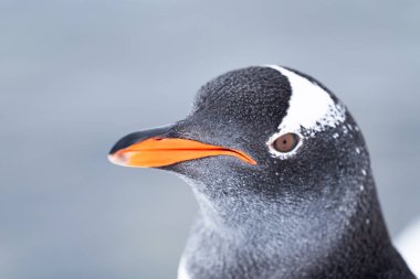 Antarktika 'daki Gentoo pengueni. Vahşi doğa. Kar yağıyor. Güney Kutbu.