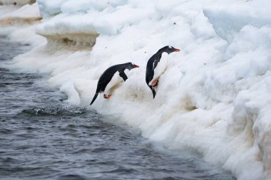 Gentoo penguenleri okyanustan çıkıyorlar. Komik penguen yürüyüşü.