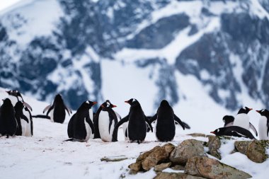 Antarktika 'daki bir grup Gentoo pengueni. Vahşi yaşam. Doğa.